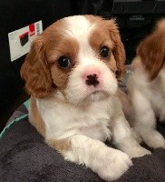 Pixel